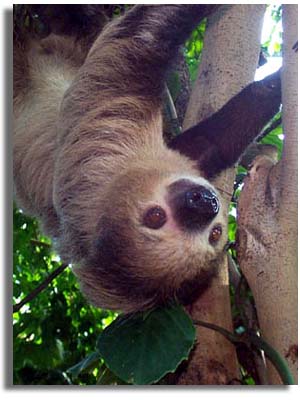 two-toed-sloth.jpg