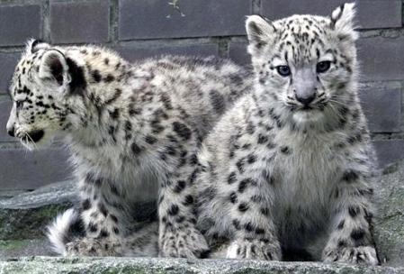 snow-leopards_091902.jpg