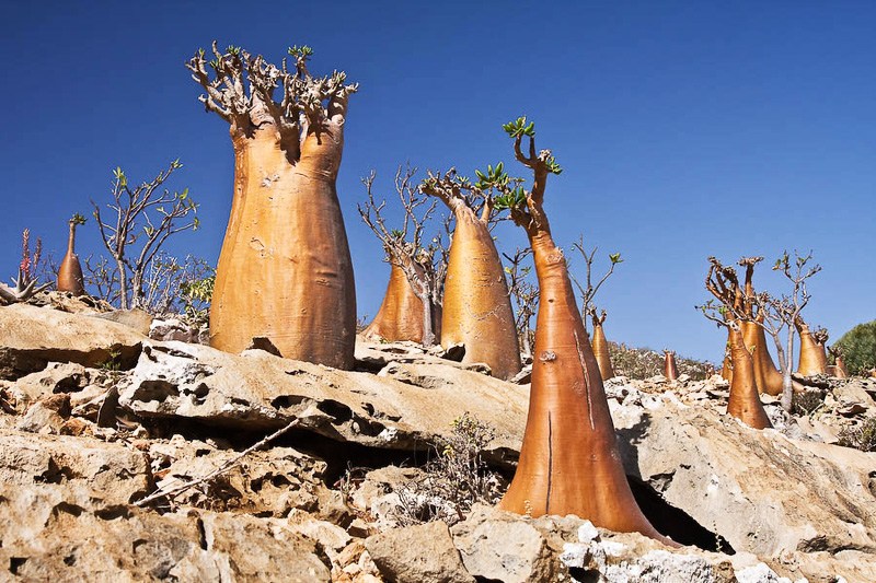 Bottle-Trees-Socotra-Island.jpg