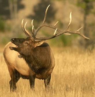 elk-hunting-colorado.jpg
