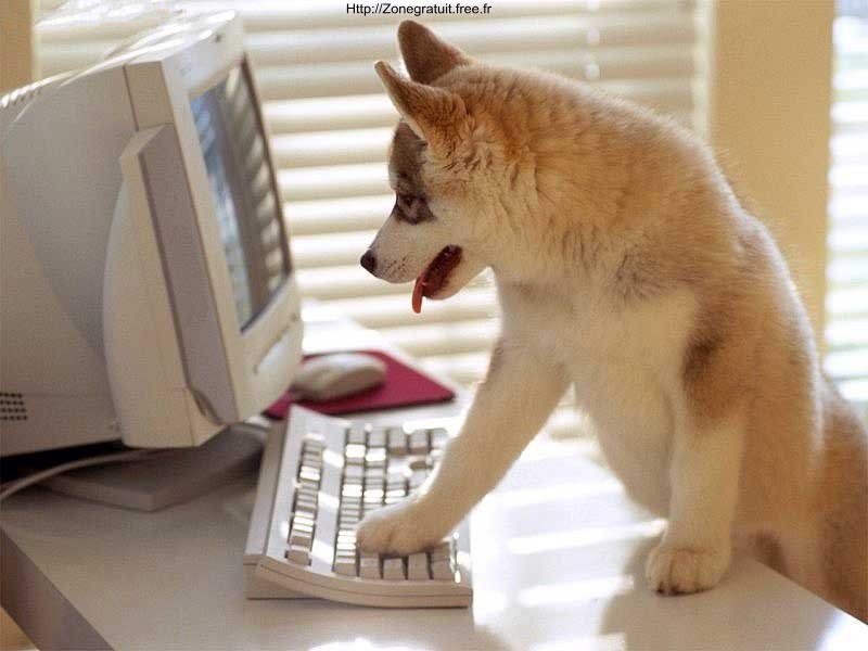 Computer-Dog.jpg