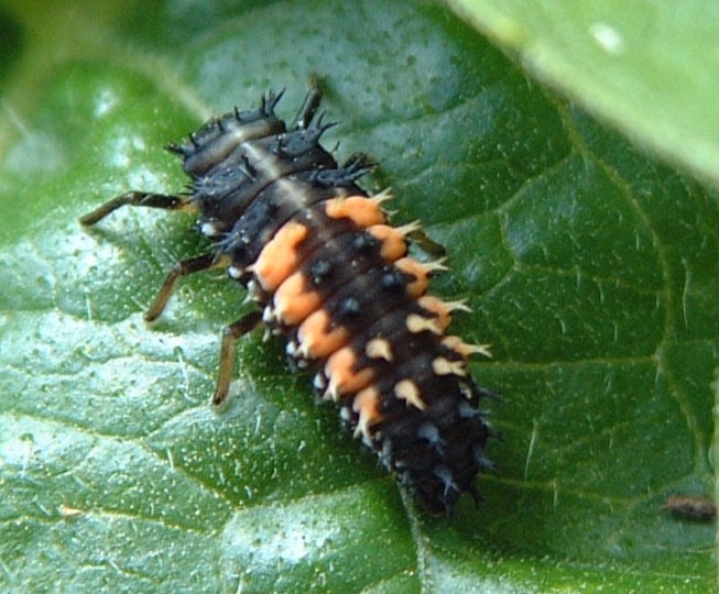 Harlequin-ladybird-larva-Norwich-July-2004-Toney-Irvin-(Custom).JPG.aspx