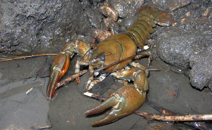 white-clawed-crayfish-3.jpg